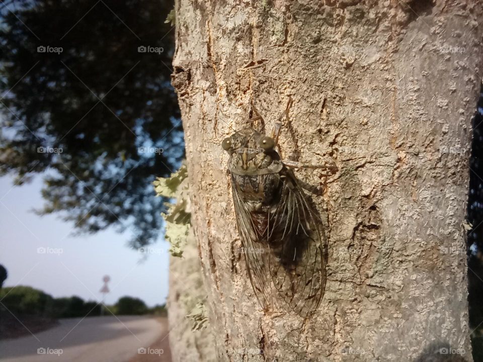 Cicada also known as the 17 year Insect because if their lifespan, sat calling on a Tree Trunk in the evening at Porto Pozzo, Sardinia, Italy. Theses are the longest living Insects  known on our Planet Earth.