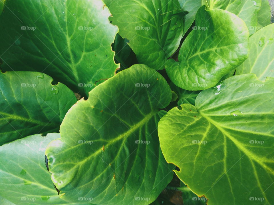 textured background of green leaves of a plant