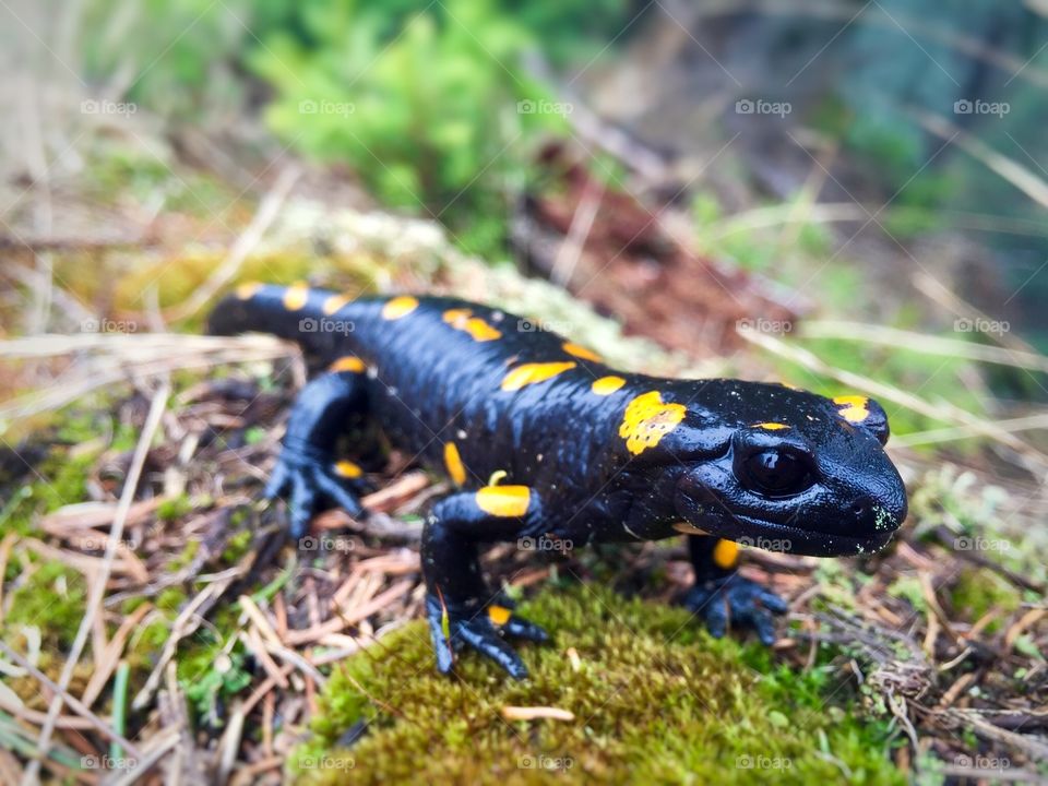 Salamander