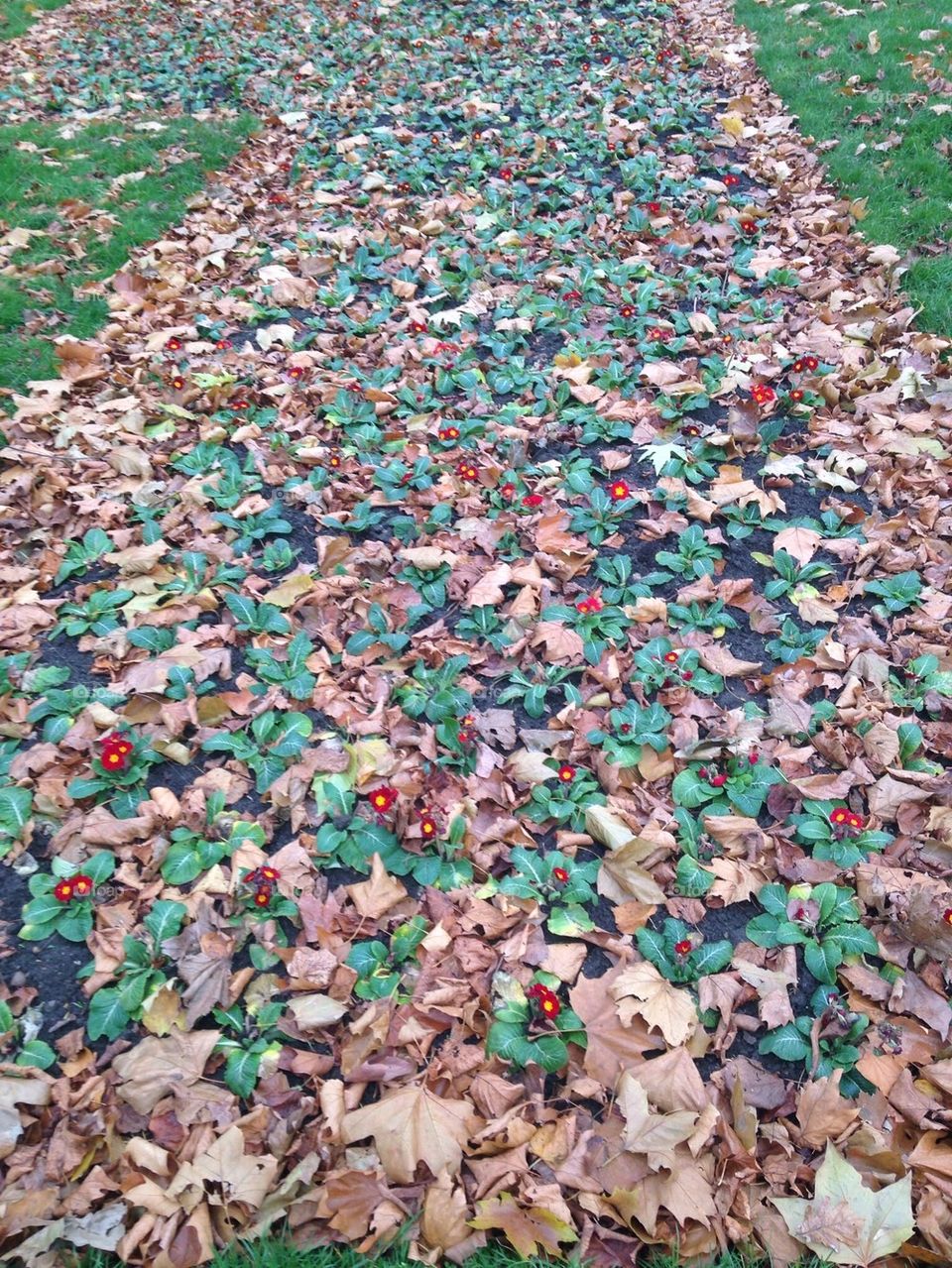 Flower bed in the park
