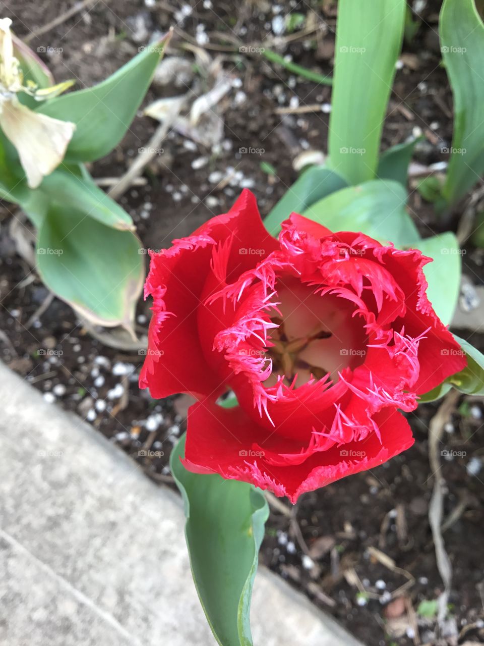 Fringed petal Tulip