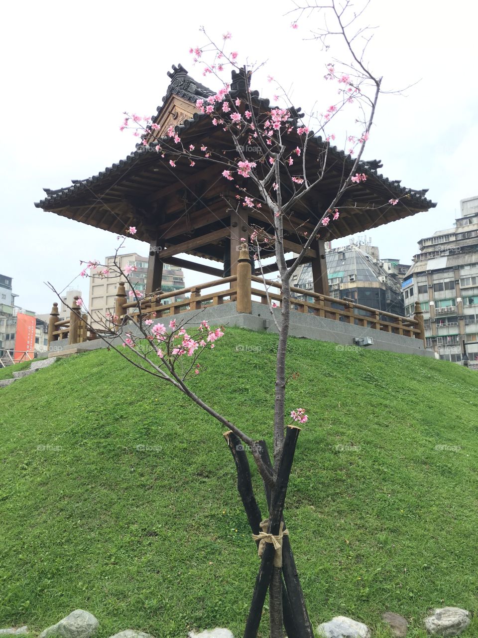 Sakura season  in taiwan