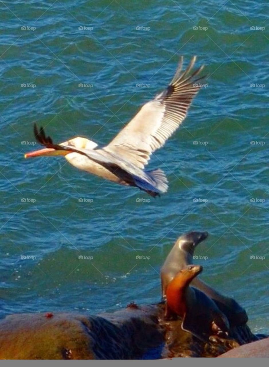 Pelican 