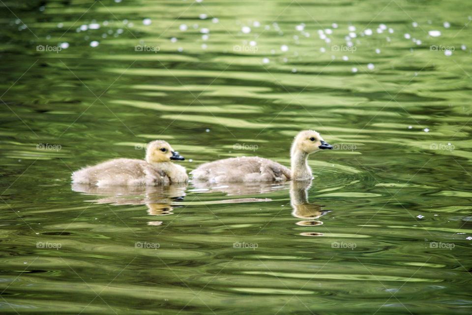 Gosling siblings 