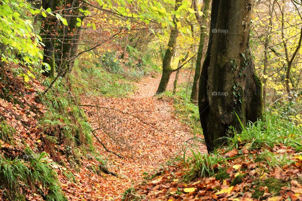 Forest pathway