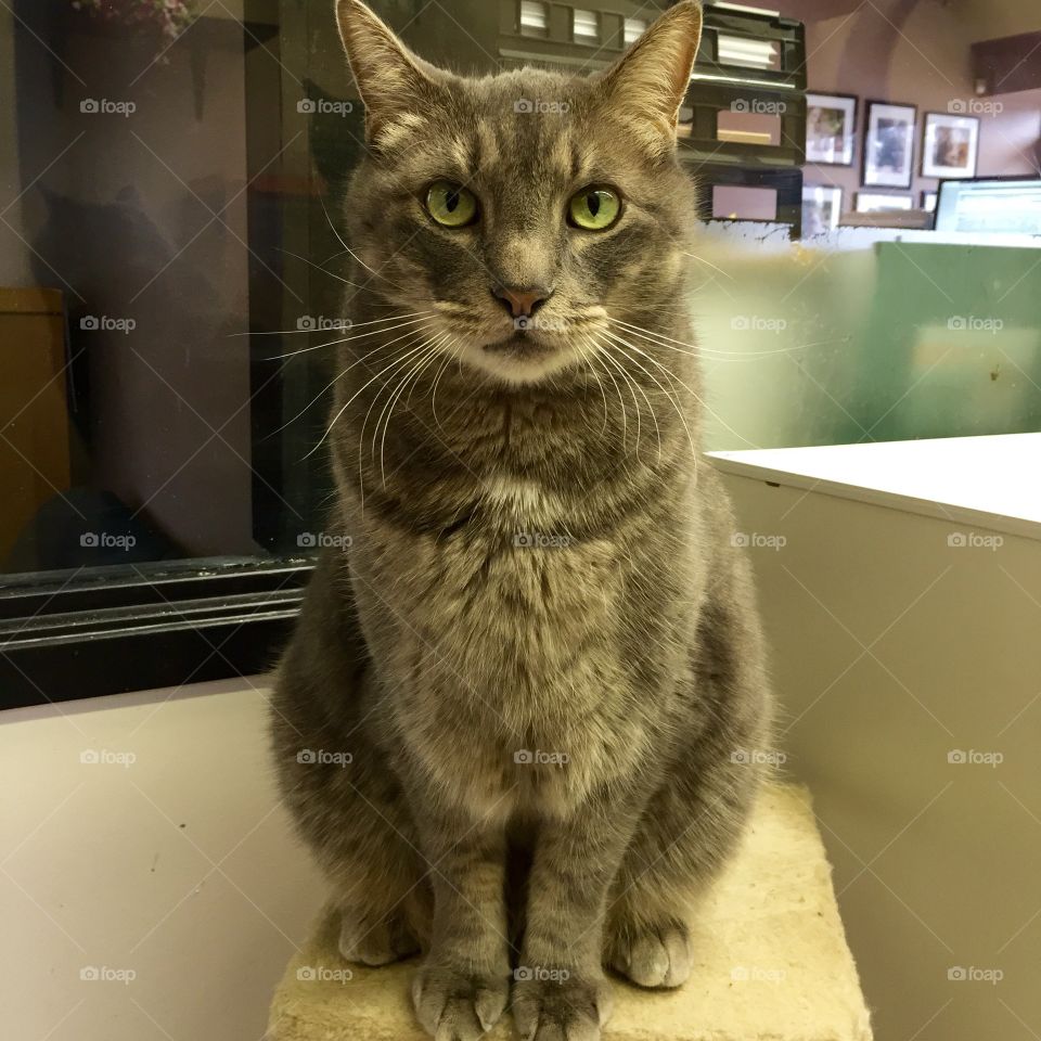 Cat, Pet, Portrait, Cute, Kitten