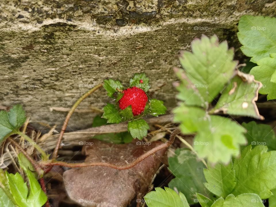 Mockstrawberry