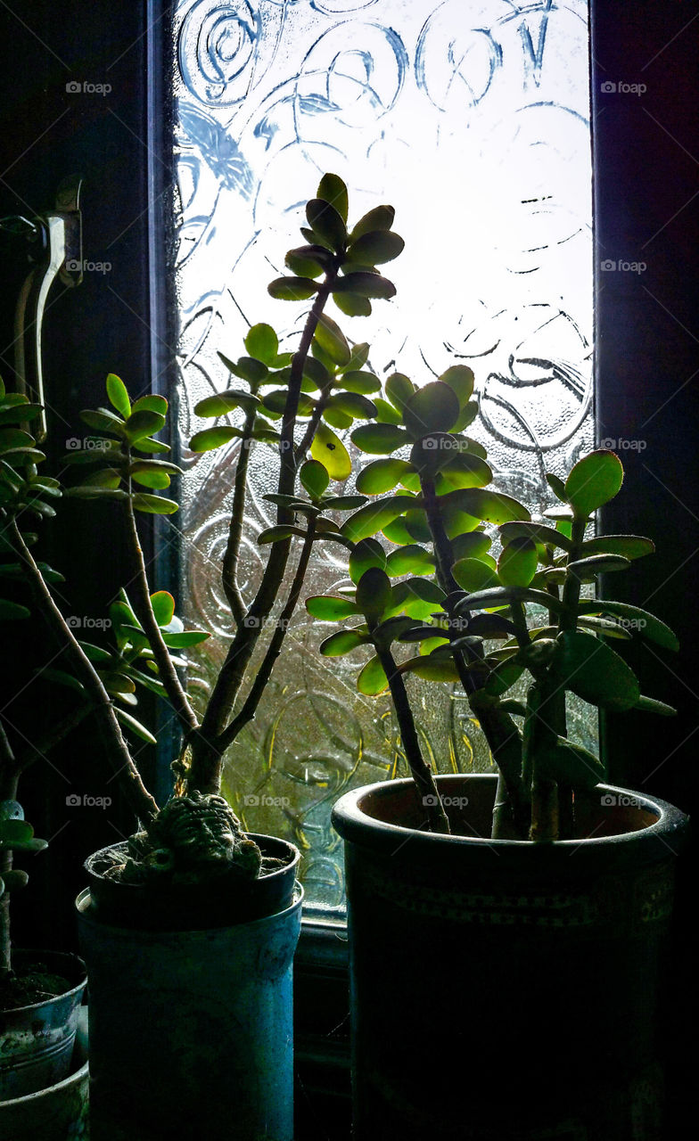 Crassula plants on a windowsill