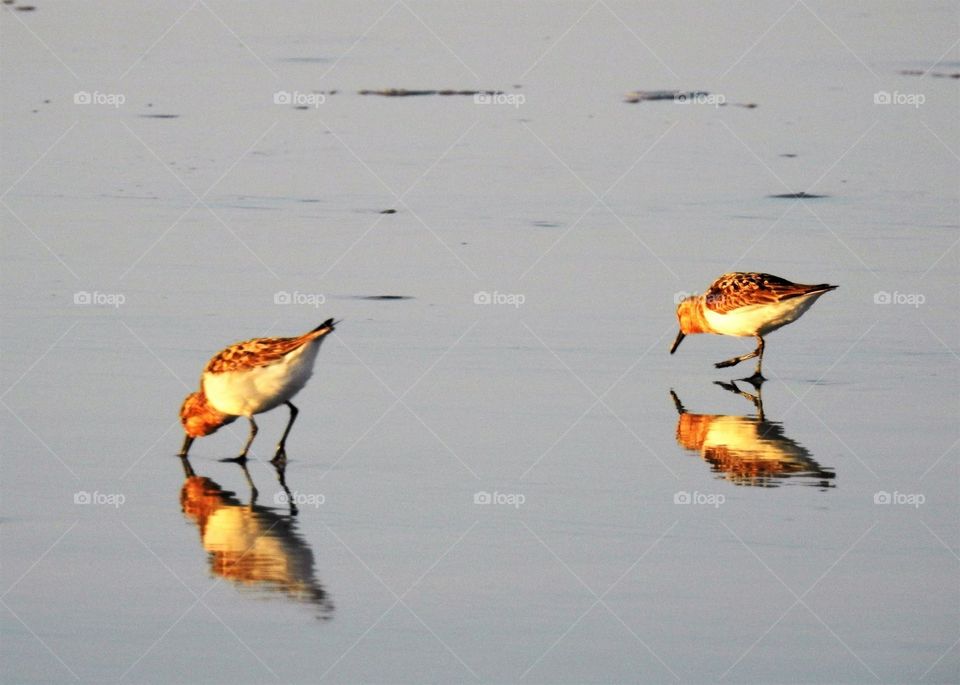 Sandpipers with vivid colorful reflections.  My happy place.