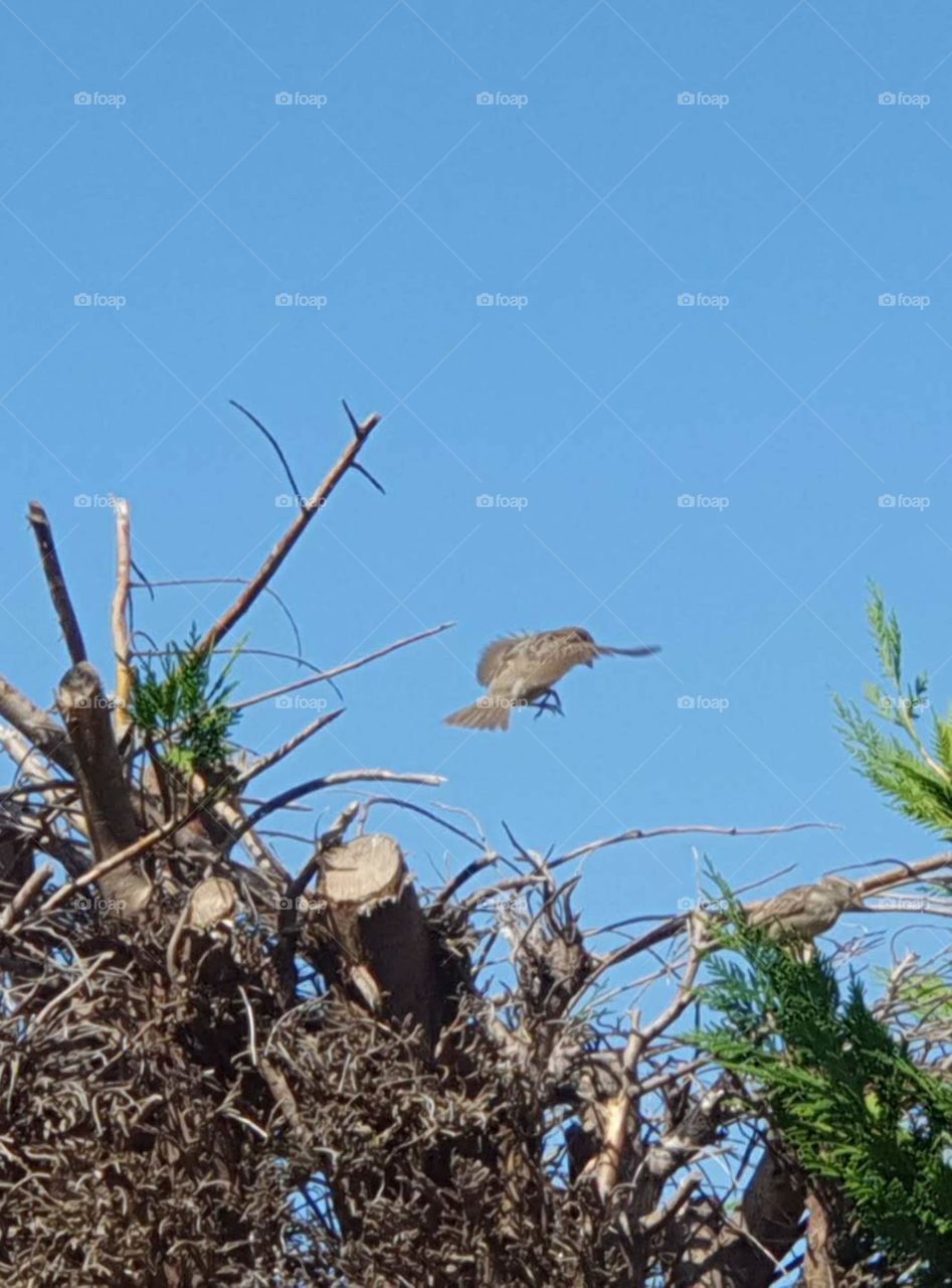 A sparrow flies to the hedge