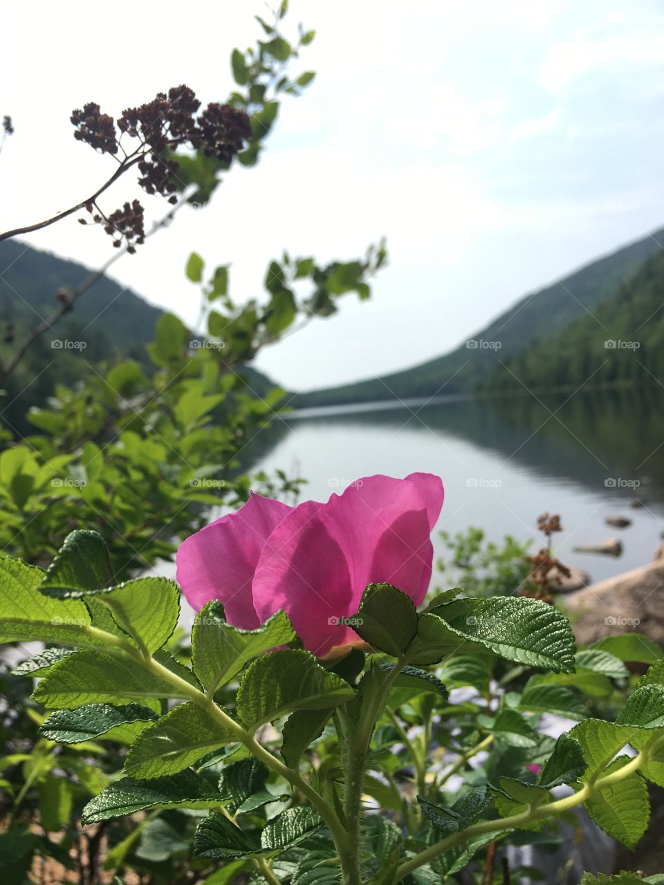 Acadia Maine. Flower from hike