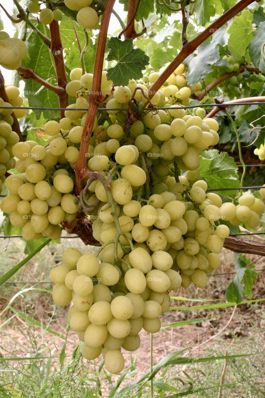 Grapes on grapevine 