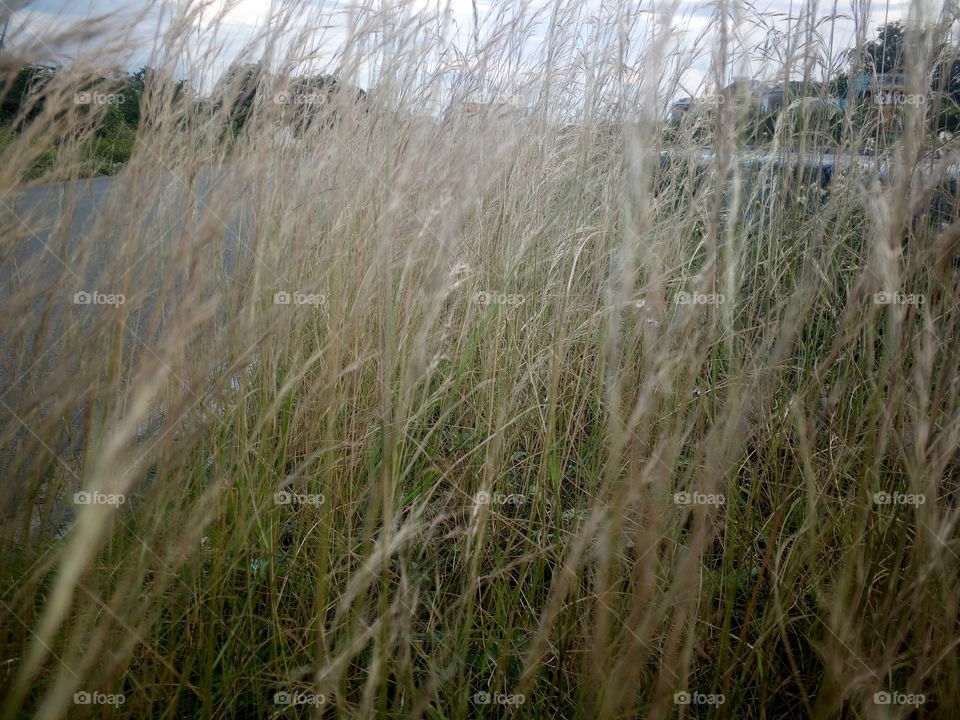 the beautiful grass at dry stage on road side