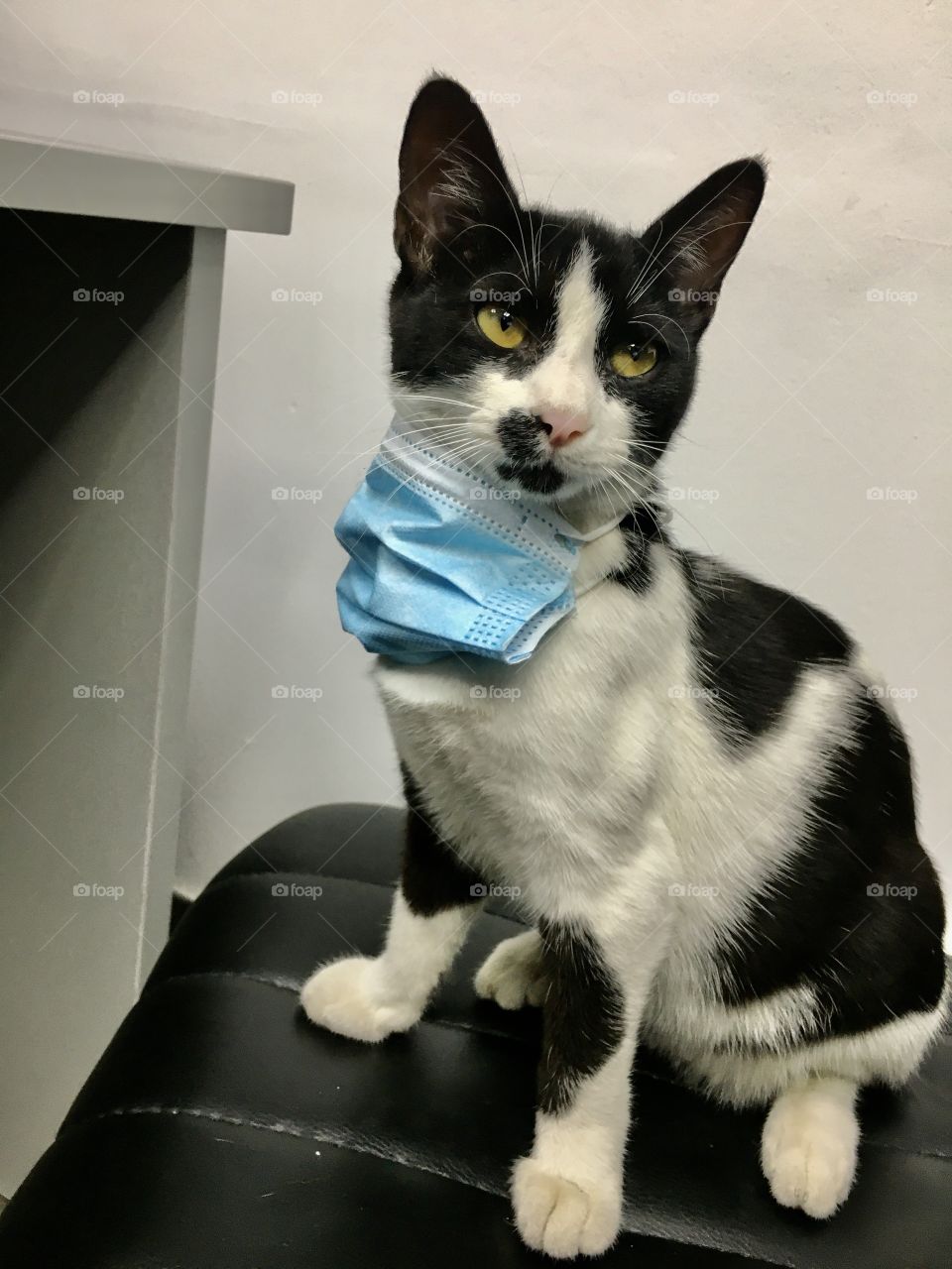 A cat protects against corona virus