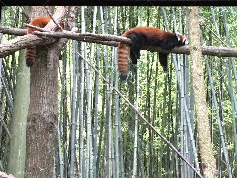 red panda 🐼