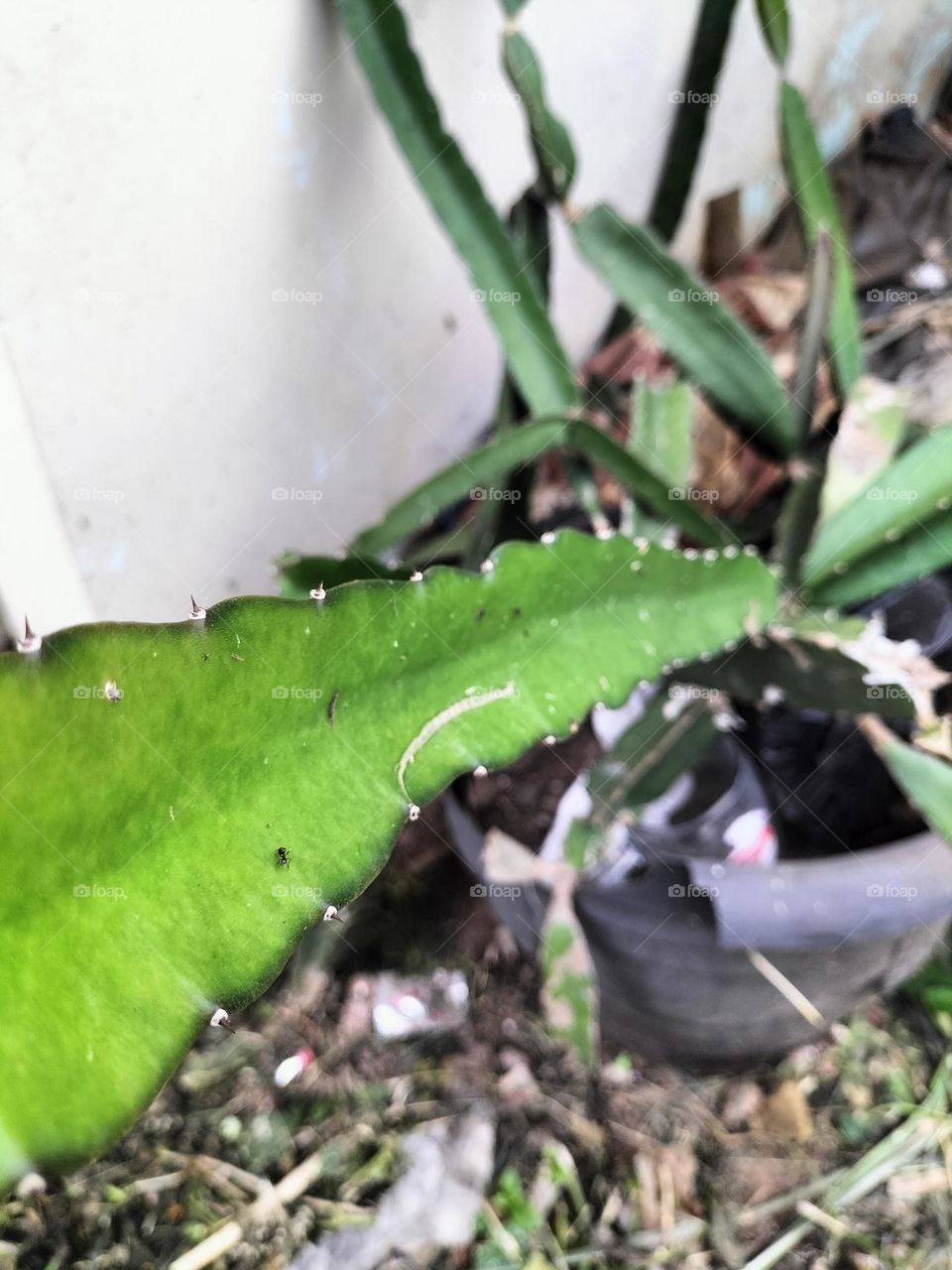 Cactus plants vines up the wall