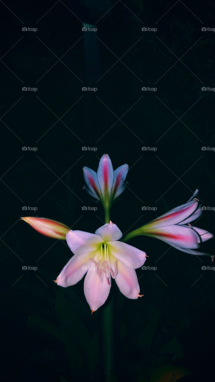 Flower that blooms in night.