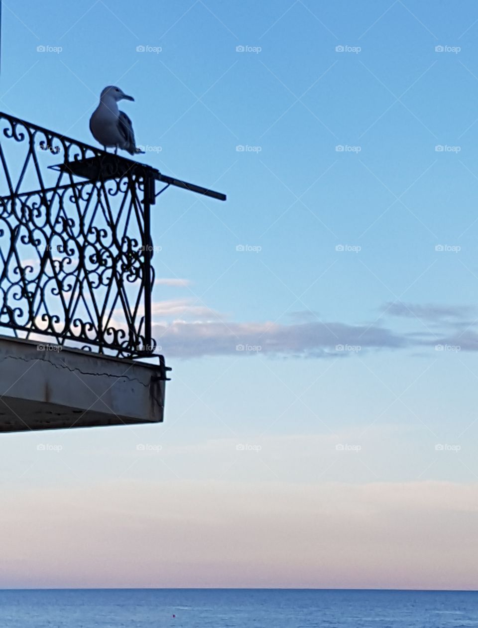 Seagull resting on a balcony with view on the sea at sunset