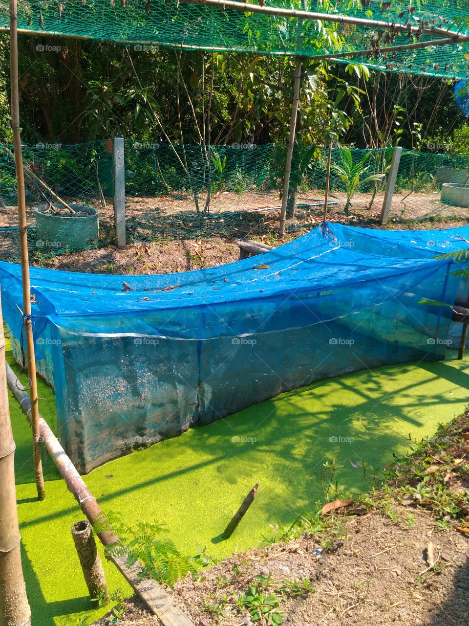 fish farming in garden