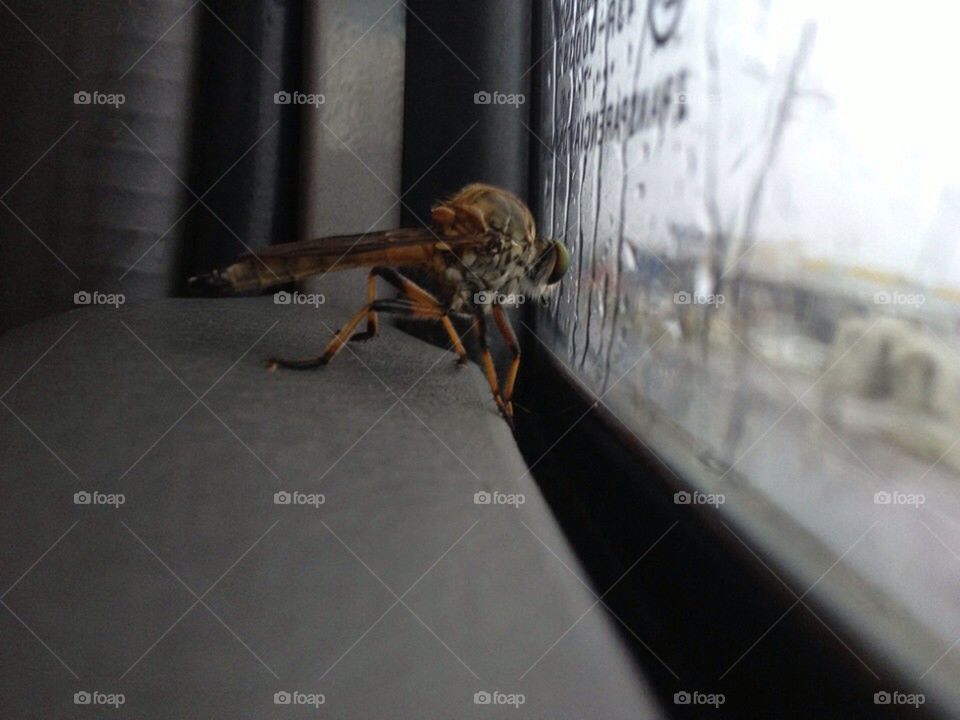 Flying Insect into rainy window