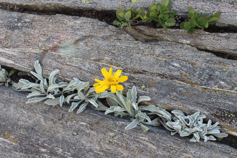 flower in the rock