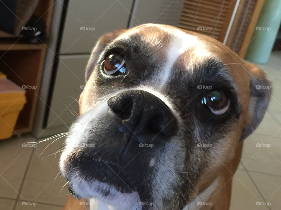 Dog. Boxer dog looking up indoors