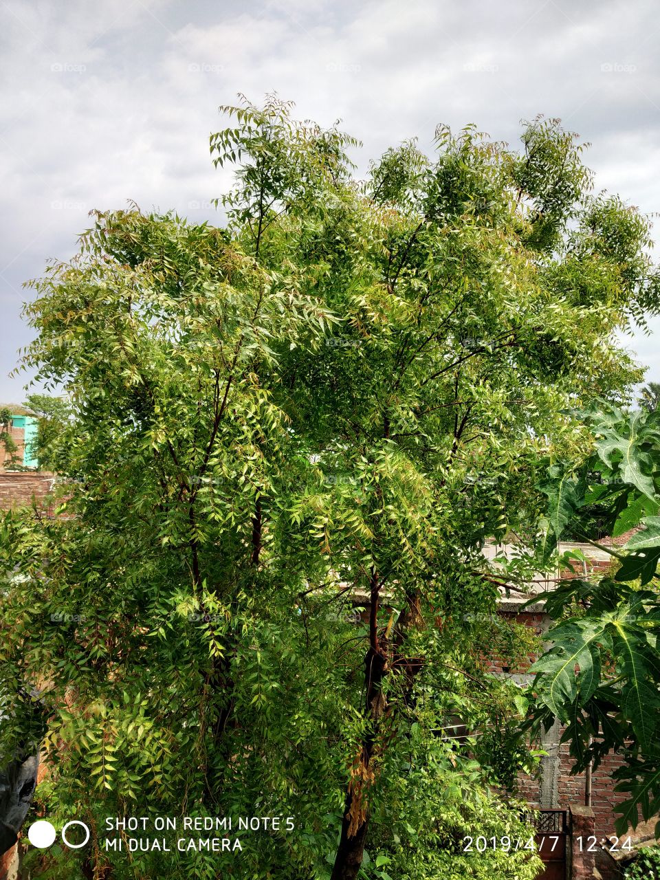 a neem tree