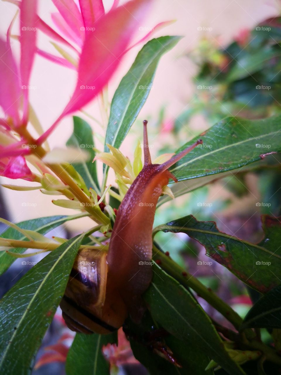 Snail in my garden