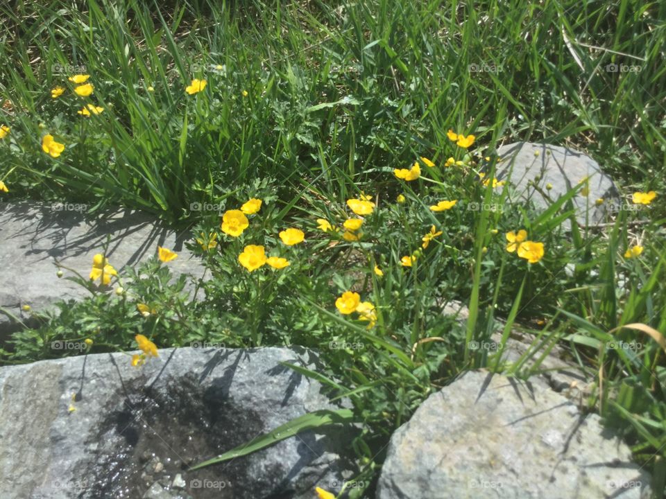 Buttercups growing through the rocks and grass