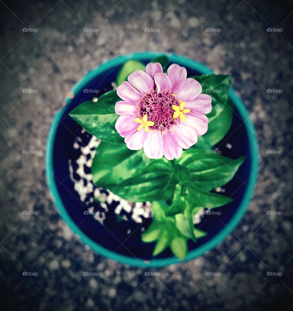Pink Blooming Zinnia in Flower Pot