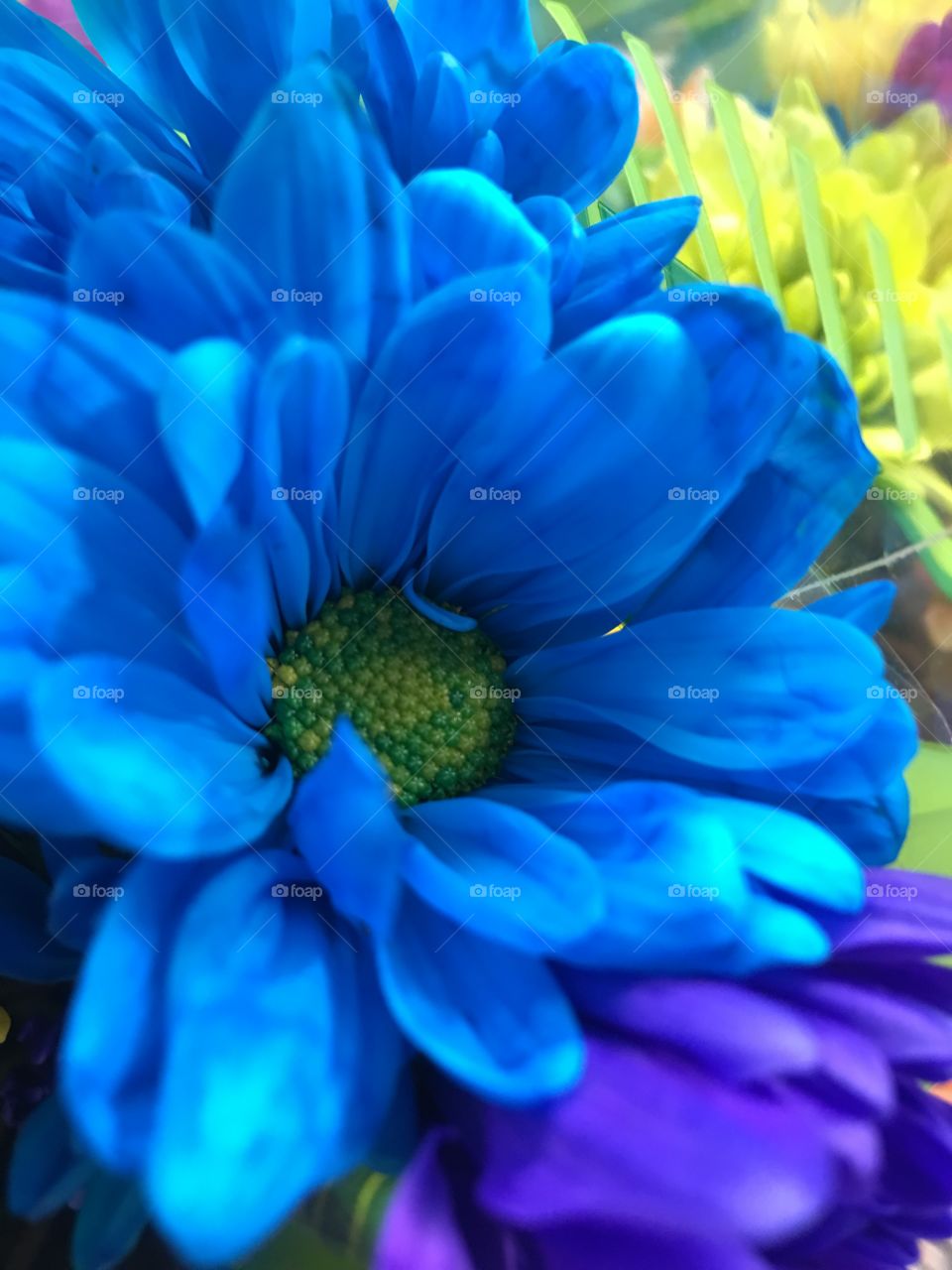 A real blue flower. 