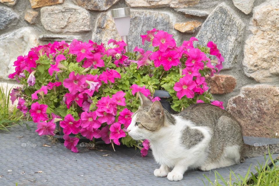 Cute cat and flowers 