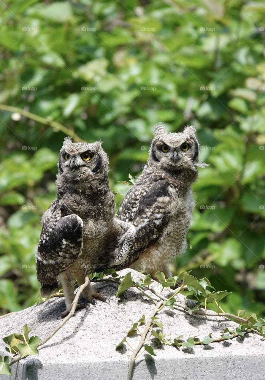 Owl babies 