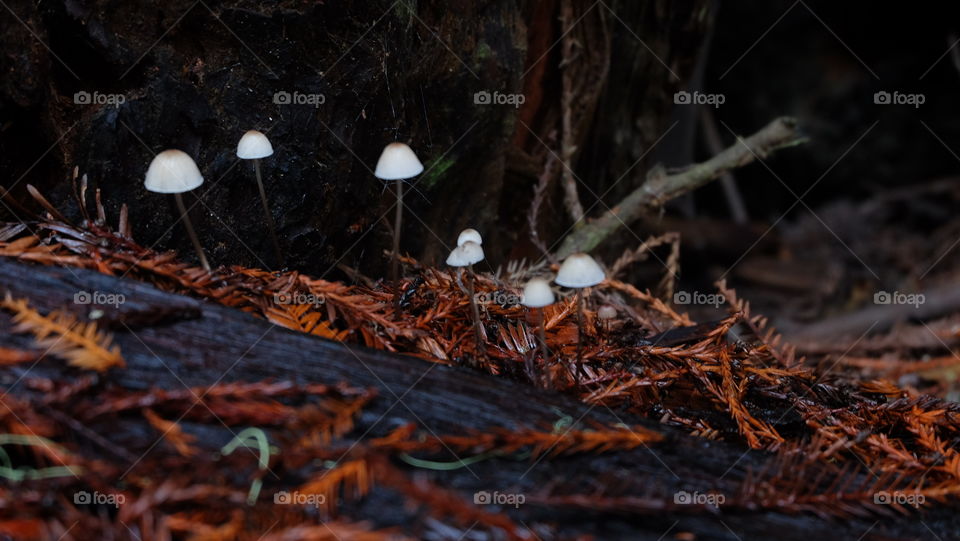 Tiny mushrooms growing on wet forest floor