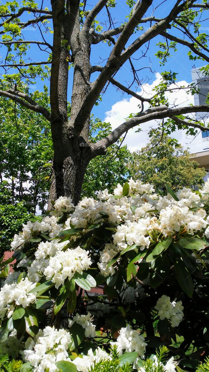 spring. flowers. beauty