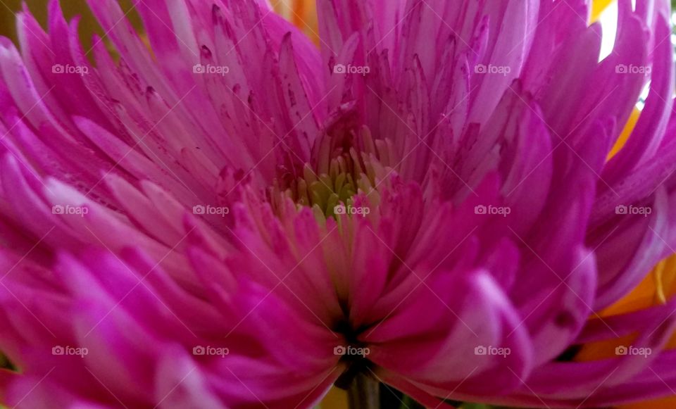 vibrant pink flower.