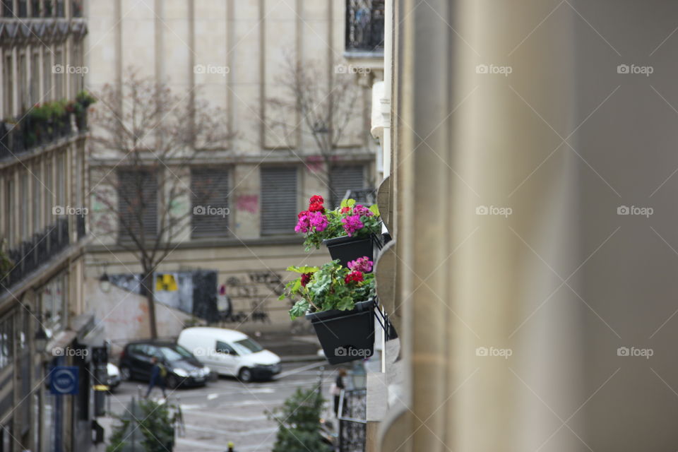 Paris city view. Pink flowers