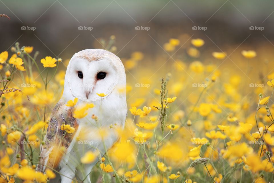 White Owl in yellow flowers