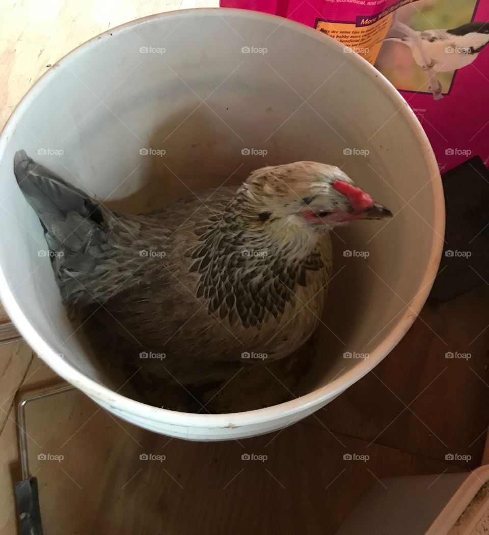 Bucket of chicken