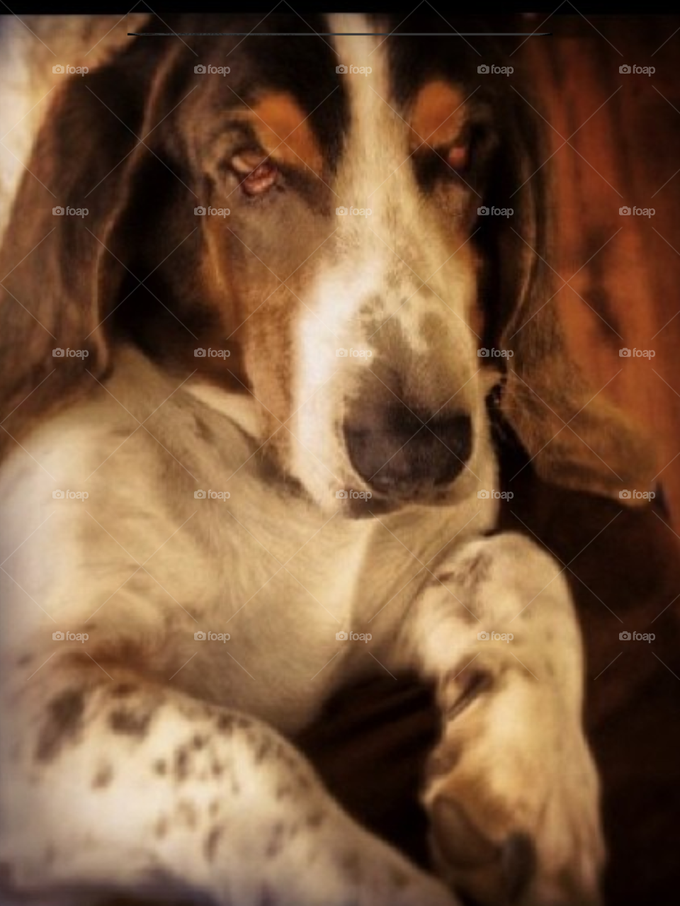 dog pet hound basset by lightanddrawing