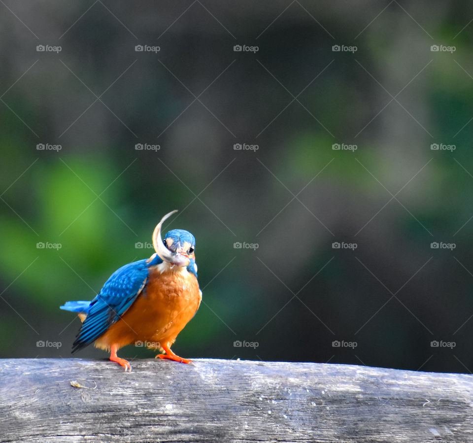 Kingfisher with tiny fish in its beak