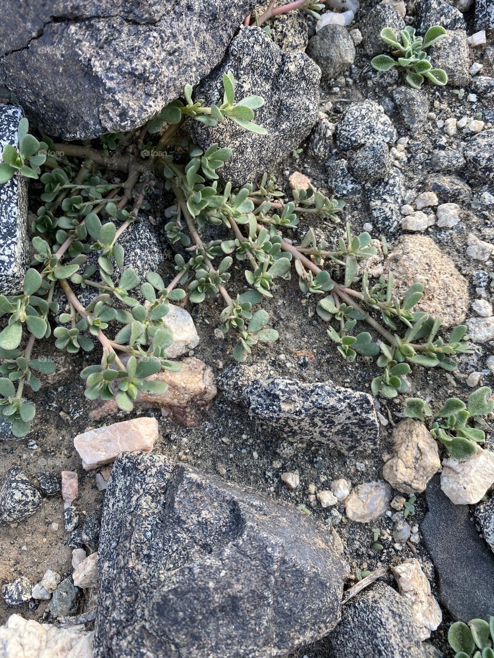 amazing trip with my family in the eid , city taif ,desert herbal 