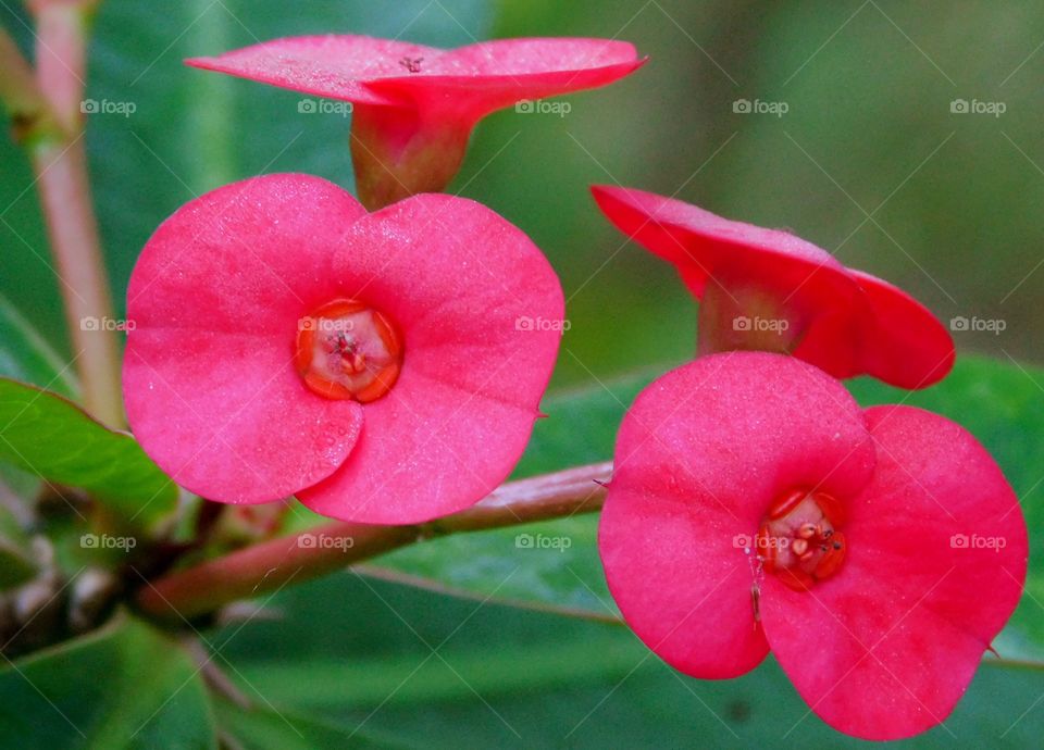 Teardrop Flower. This flower photo was taken after a rain shower which deposited a raindrop in the center of the bloom!