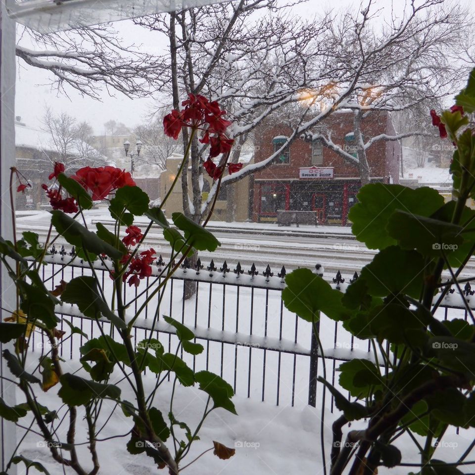 geraniums in snow