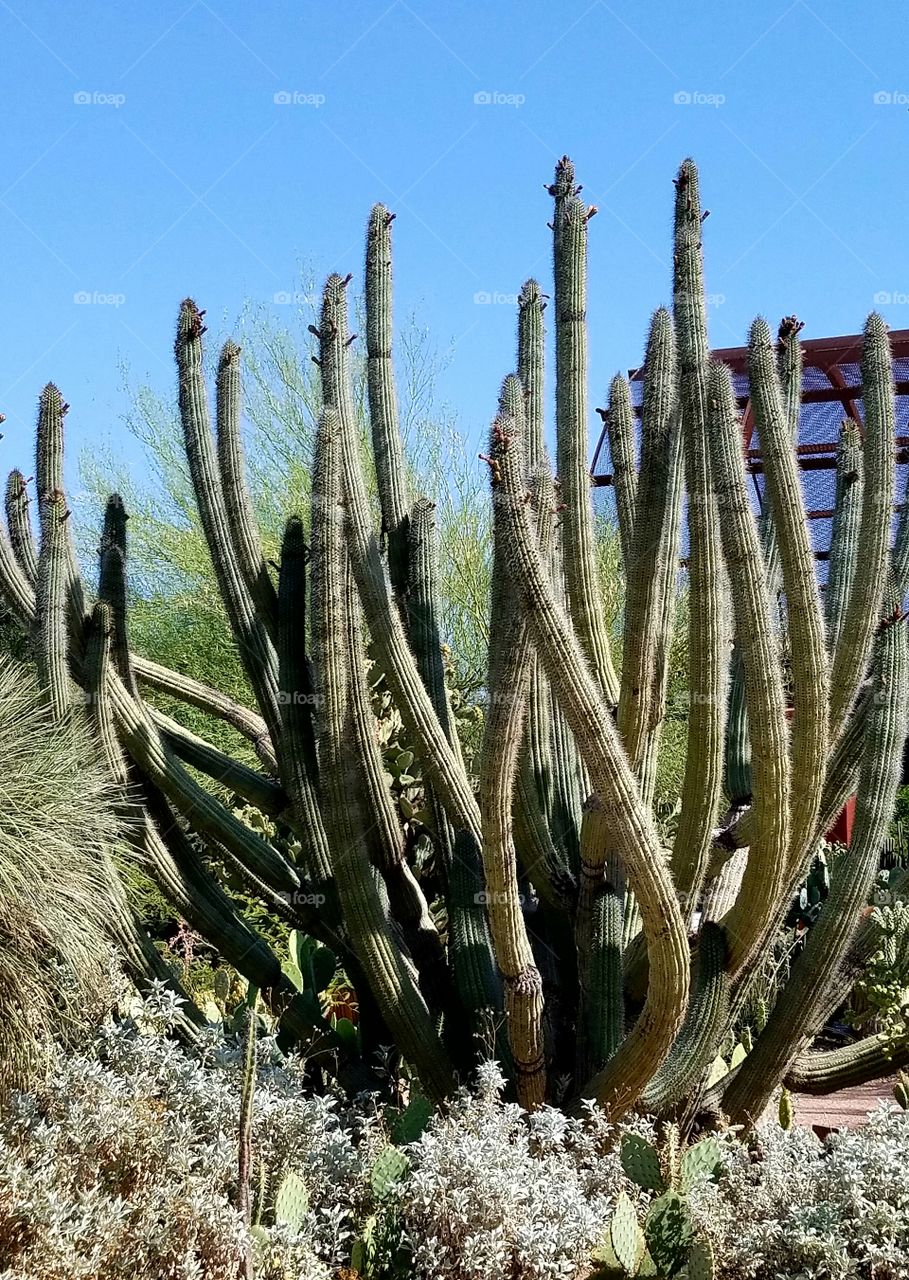 Huge cactus plant in a desert botanical garden
