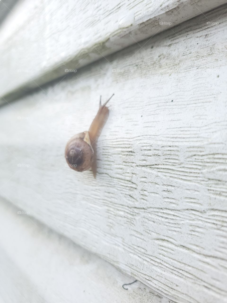 snail life stretch!