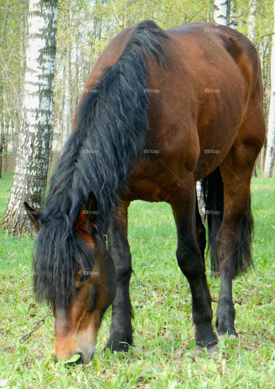 Mammal, Pasture, Farm, Animal, Grass