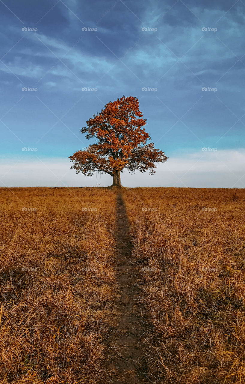 Orange background, lonely tree on the field, autumn 