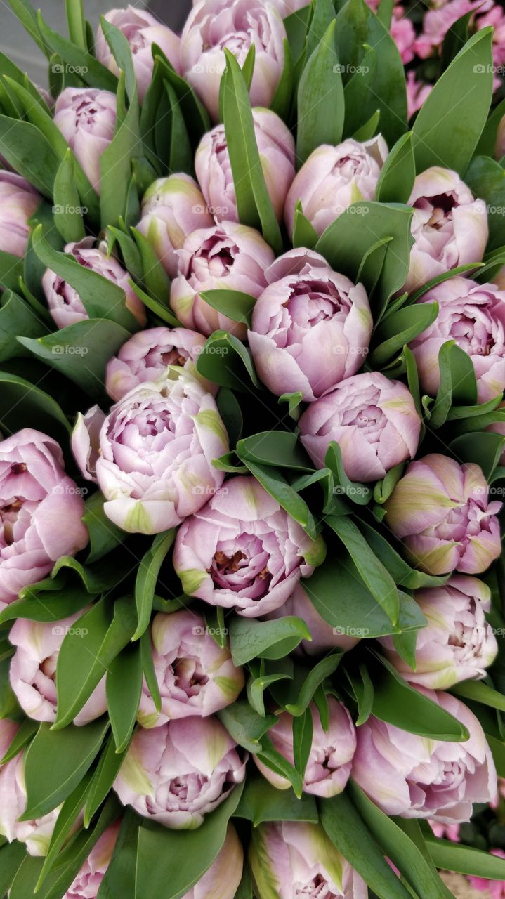 purple tulipsin a bouquet