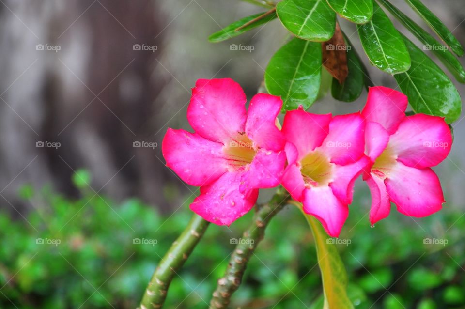 Azalea flowers. Pink flower. 